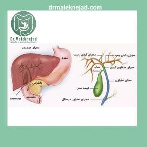 اناتومی  کیسه صفرا - دکتر ملک نژاد -drmaleknejad.com